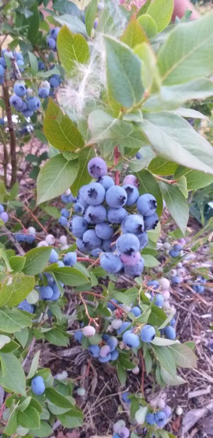 E Berry Farm - Slow Life Kaluzna Екстер'єр фото